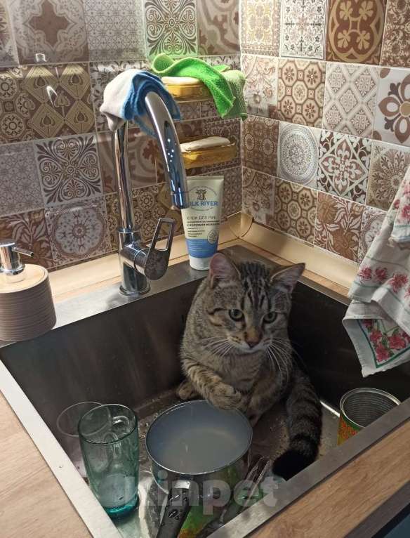 Кошки в Москве: Отдадим в добрые руки Мальчик, Бесплатно - фото 7