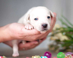 Собаки в Москве: Белые и рыжие щенки от маленькой собаки в добрые руки Девочка, Бесплатно - фото 2