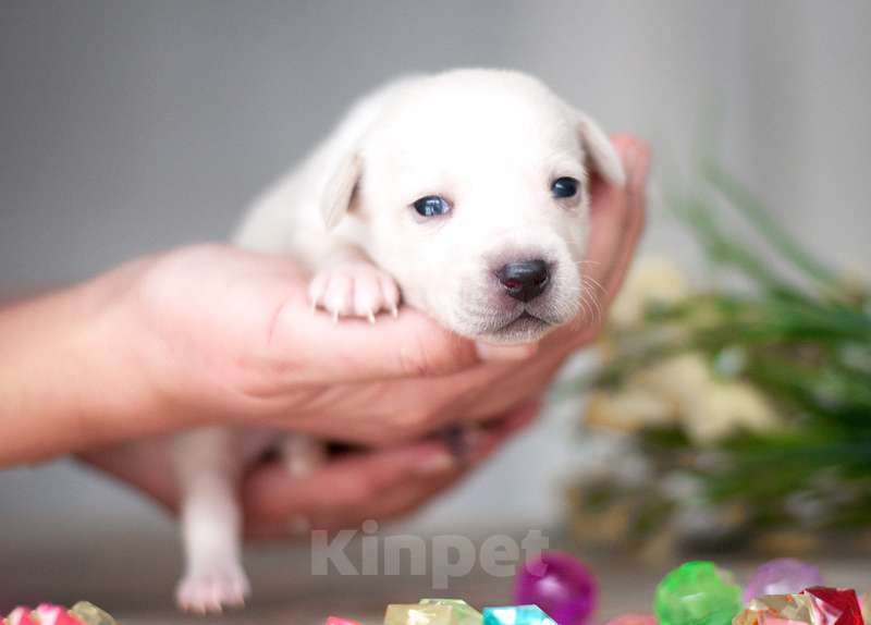 Собаки в Москве: Белые и рыжие щенки от маленькой собаки в добрые руки Девочка, Бесплатно - фото 2