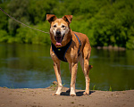 Собаки в Москве: Солнечный лучезарный Рыжик Мальчик, Бесплатно - фото 3
