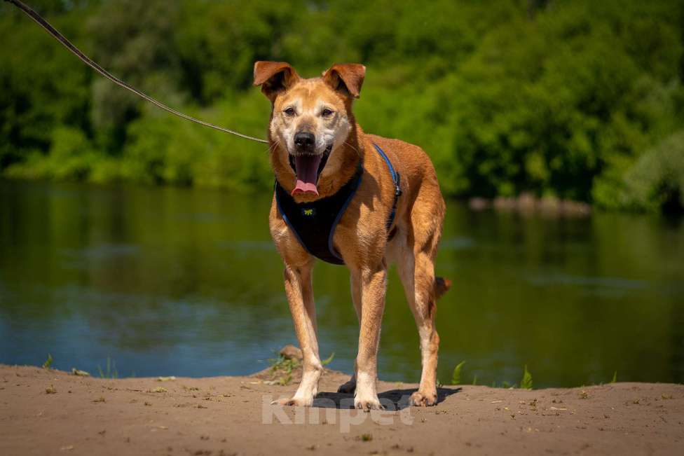Собаки в Москве: Солнечный лучезарный Рыжик Мальчик, Бесплатно - фото 3