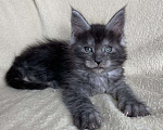 Кошки в Дмитрове: Черная дымчатая девочка мейн кун Wlasta Девочка, 40 000 руб. - фото 3