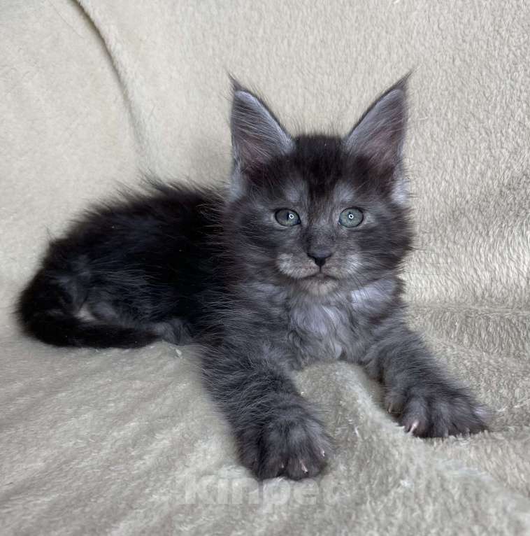 Кошки в Дмитрове: Черная дымчатая девочка мейн кун Wlasta Девочка, 40 000 руб. - фото 3