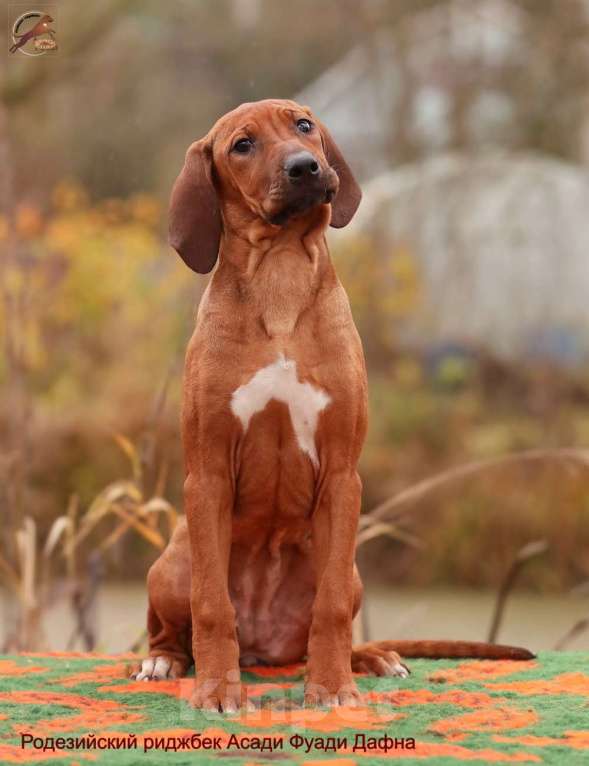 Собаки в Одинцово: Девочка родезийский риджбек Девочка, Бесплатно - фото 3