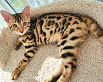 Кошки в Калуге: Бенгальский котенок  Мальчик, 15 000 руб. - фото 3
