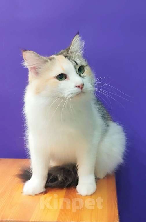 Кошки в Москве: Молодая трехцветная кошечка Клубочек Девочка, Бесплатно - фото 2