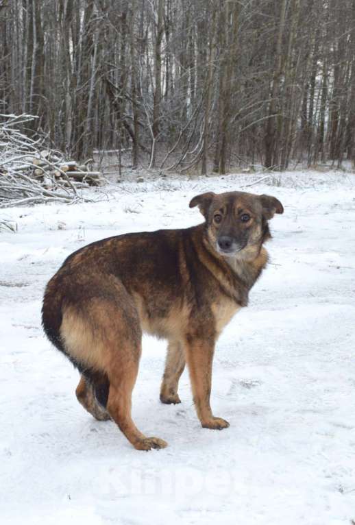 Собаки в Москве: Маленькая собачка из приюта в добрые руки Девочка, Бесплатно - фото 3