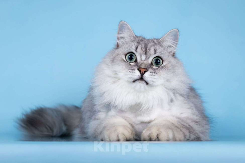 Кошки в Москве: Ласковый котик Ринальдо в добрые руки Мальчик, Бесплатно - фото 4