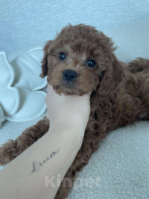 Собаки в Новокузнецке: Продам щенков мальтипу Разнополые, 90 000 руб. - фото 4