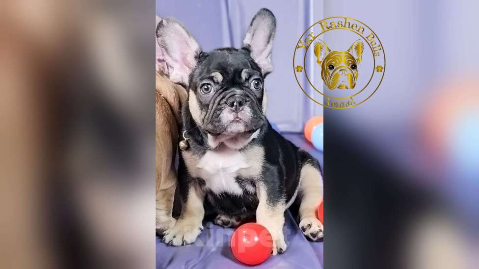 Собаки в Нижнем Новгороде: Черный тан мальчик Мальчик, 55 000 руб. - фото 1