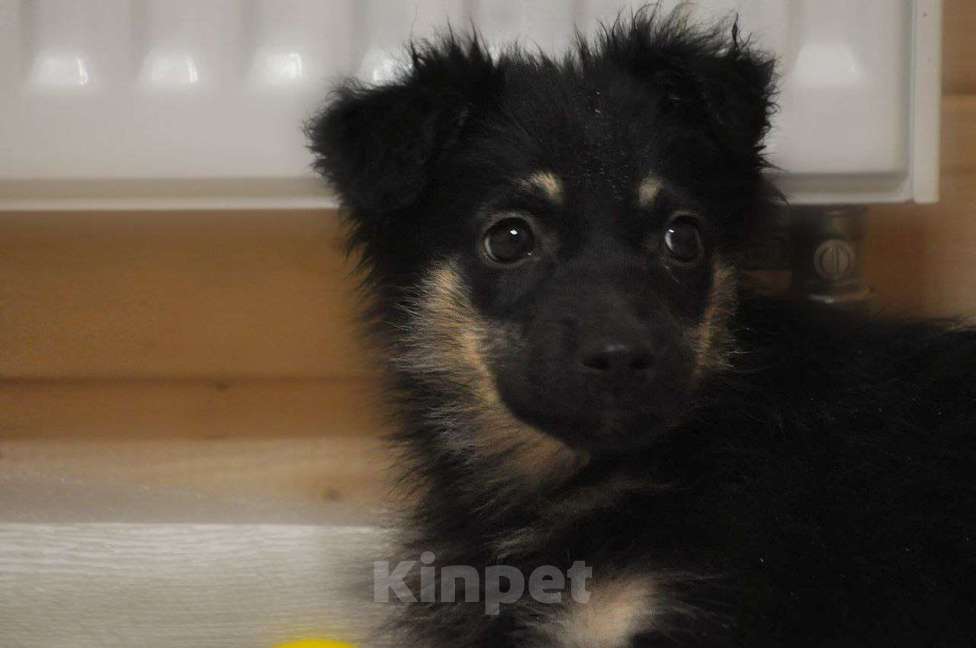 Собаки в Лосином-Петровском: Якутята из ледяного подъзда Девочка, Бесплатно - фото 2