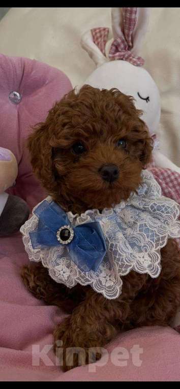 Собаки в Москве: Продаётся малыш Мальчик, 100 000 руб. - фото 8