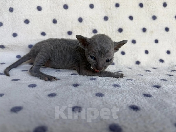 Кошки в Балашихе: Кошечка Дорис Девочка, 80 000 руб. - фото 5