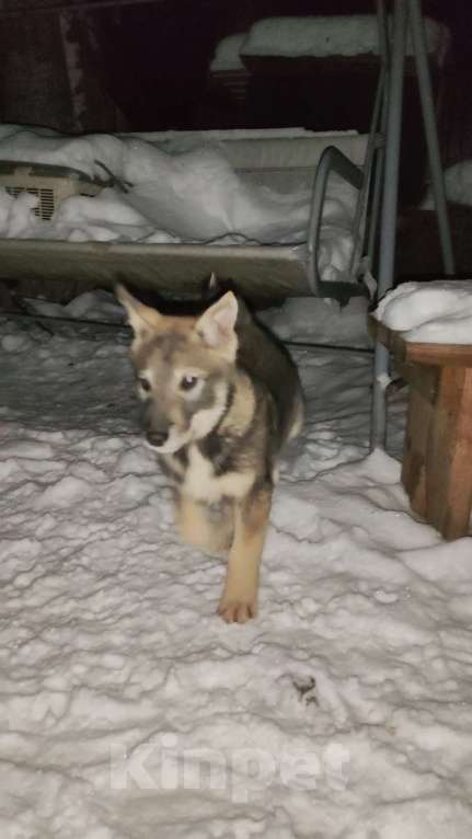 Собаки в Курске: Малыши ЗСЛ (западно-сибирской лайки) Девочка, 30 000 руб. - фото 4