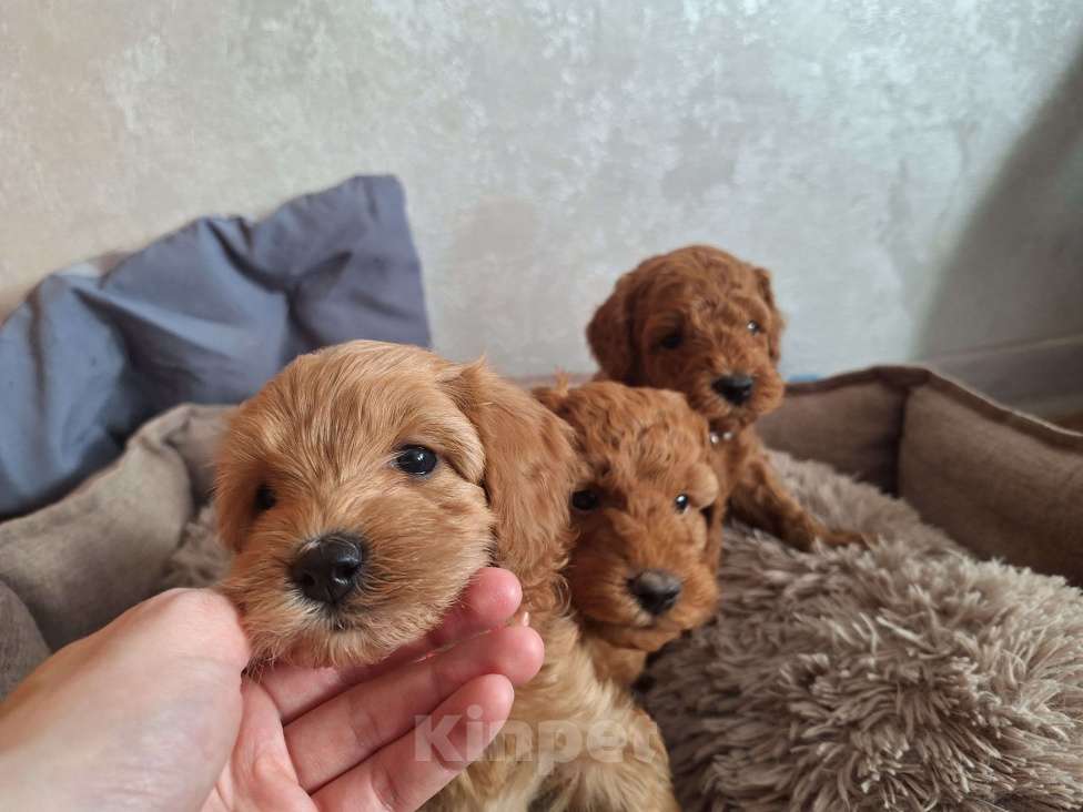 Собаки в Тюмени: Карликовый пудель  Девочка, 65 руб. - фото 4