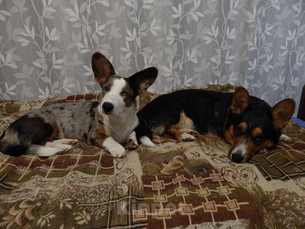 Собаки в Саратове: Красотки мерль и триколор с тигровыми отметинами Девочка, 40 000 руб. - фото 4