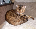 Кошки в Дзержинском: вязка бенгальский кот, 5 000 руб. - фото 1