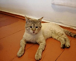 Кошки в Краснодаре: Кот для вязки, 700 руб. - фото 9
