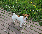 Собаки в Владимире: Вязка - джек рассел терьер, 3 500 руб. - фото 1