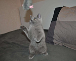 Кошки в Ливны: Британские котята, 10 000 руб. - фото 4