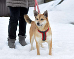 Собаки в Москве: Метис сиба ину Сиба в дар Девочка, Бесплатно - фото 4