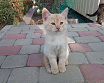 Кошки в Батайске: Котята ищут добрых хозяев Мальчик, 10 руб. - фото 2