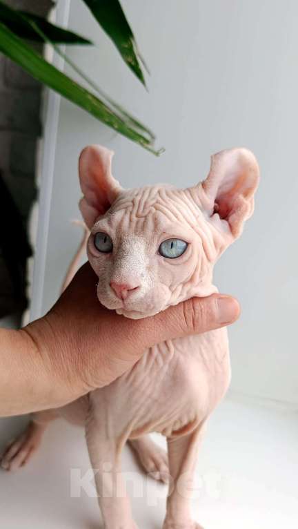 Кошки в Москве: Котёнок эльф Мальчик, 55 000 руб. - фото 1