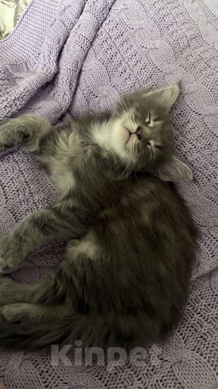 Кошки в Ореховом-Зуево: Котята мейн-кун Мальчик, 13 000 руб. - фото 3