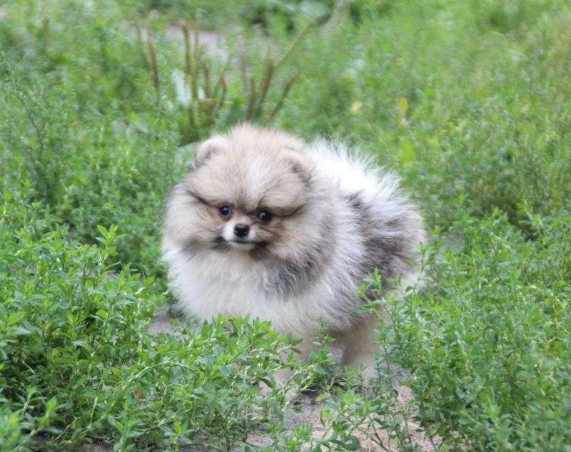 Собаки в Калуге: Нарядный померанчик Мальчик, 40 000 руб. - фото 4