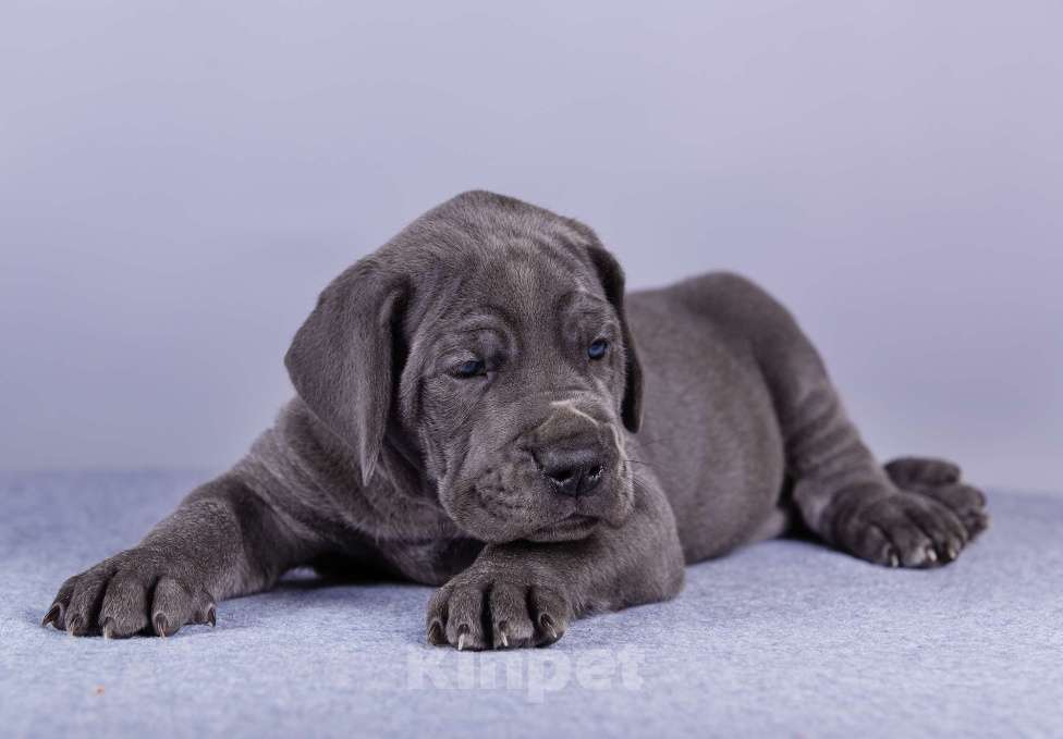 Собаки в Нижнем Новгороде: Немецкий Дог Чемпион Моего Сердца (Синяя лента) Мальчик, 100 000 руб. - фото 9