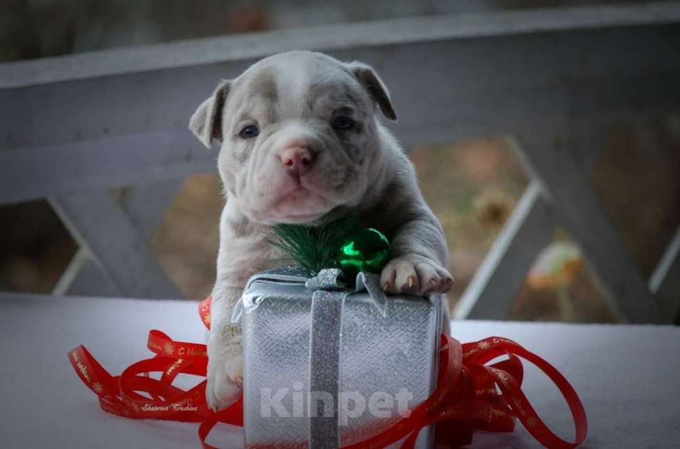 Собаки в Балашихе: Щенок американского булли Девочка, 180 000 руб. - фото 3