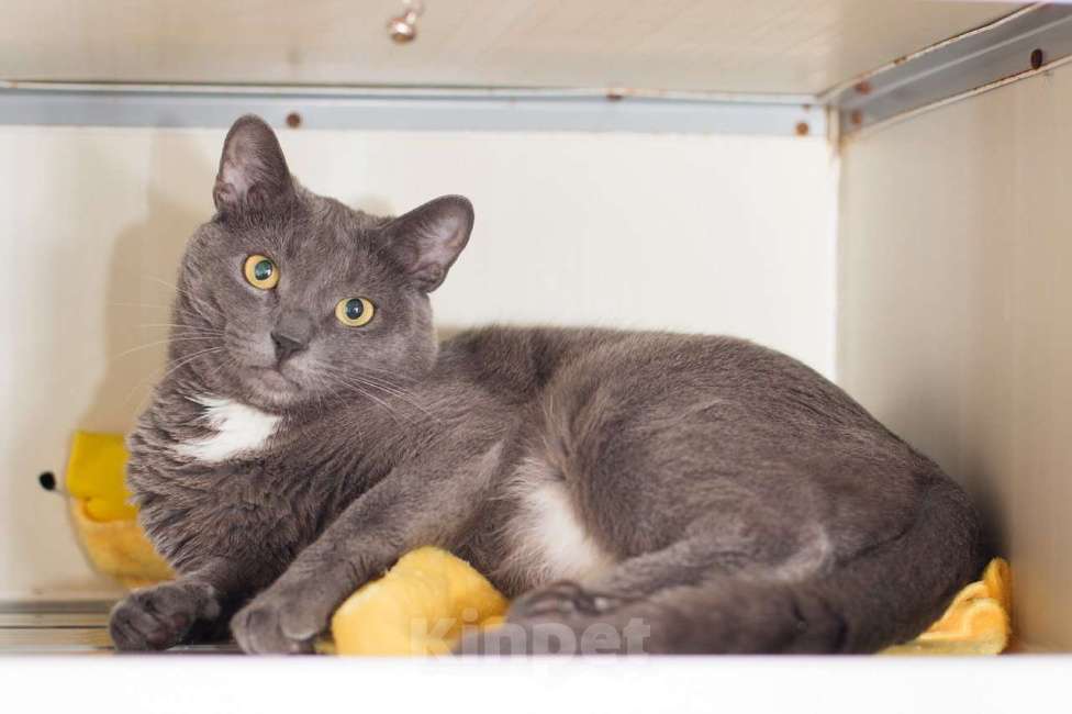 Кошки в Москве: Кот Фарсон ищет дом Девочка, Бесплатно - фото 2