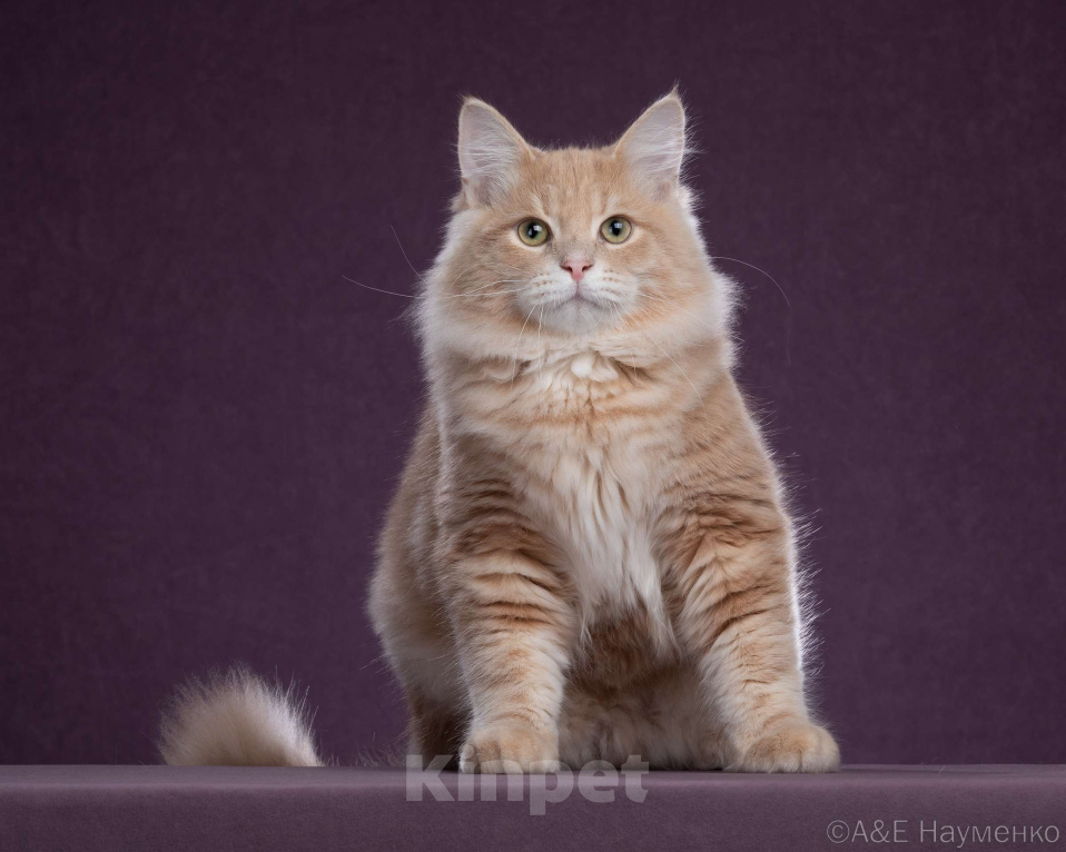 Кошки в Химках: Сибирский котик Нильс  ищет новый дом. Мальчик, 80 000 руб. - фото 3