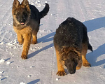 Собаки в других городах Красноярского края: щенки немецкой овчарки длинники Девочка, 45 000 руб. - фото 2
