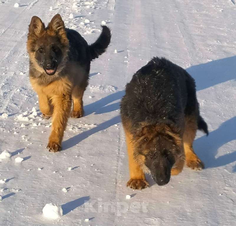 Собаки в других городах Красноярского края: щенки немецкой овчарки длинники Девочка, 45 000 руб. - фото 2