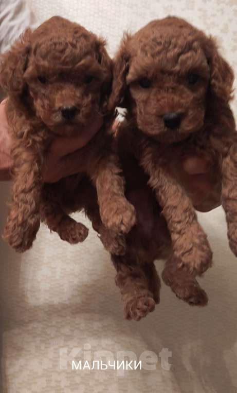 Собаки в Екатеринбурге: Той пуделята ред браун обоих полов Разнополые, 55 000 руб. - фото 4
