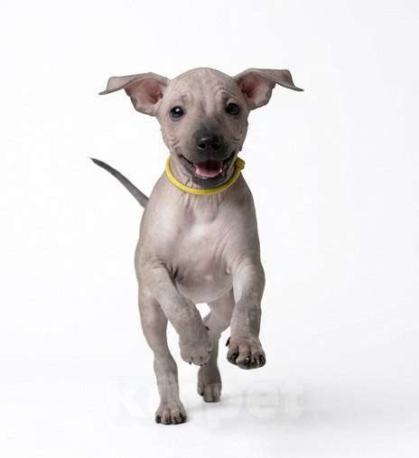 Собаки в Москве: Ксолоитцкуинтли /ксоло миниатюрный Девочка, 50 000 руб. - фото 2