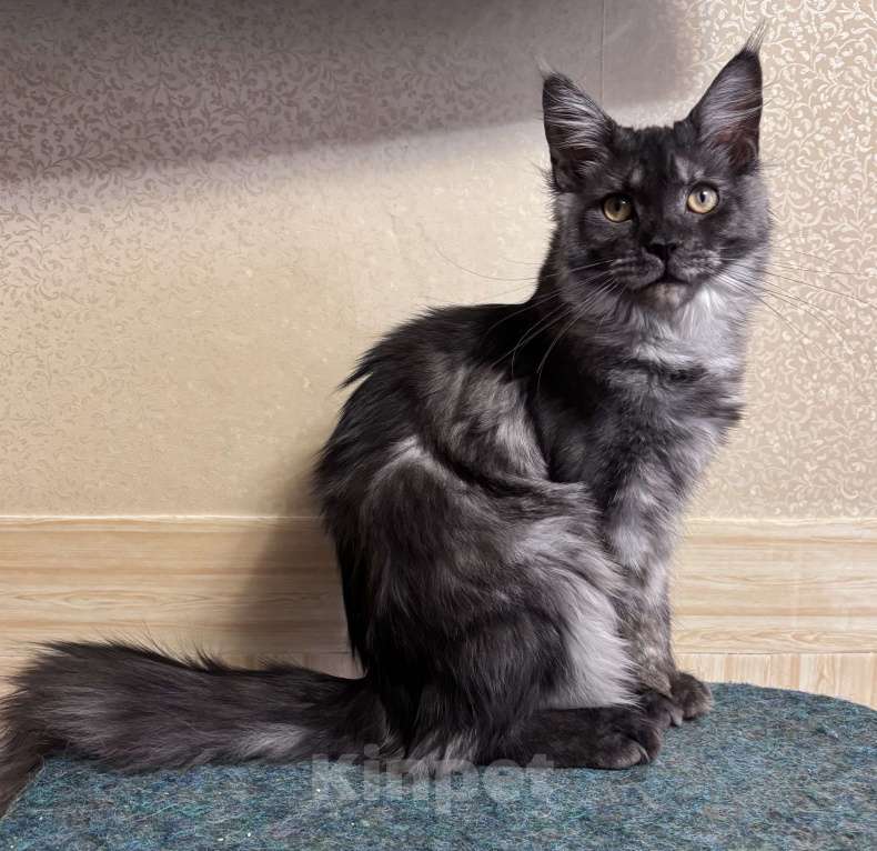 Кошки в Петергофе: Девочка куняша Девочка, 30 000 руб. - фото 4