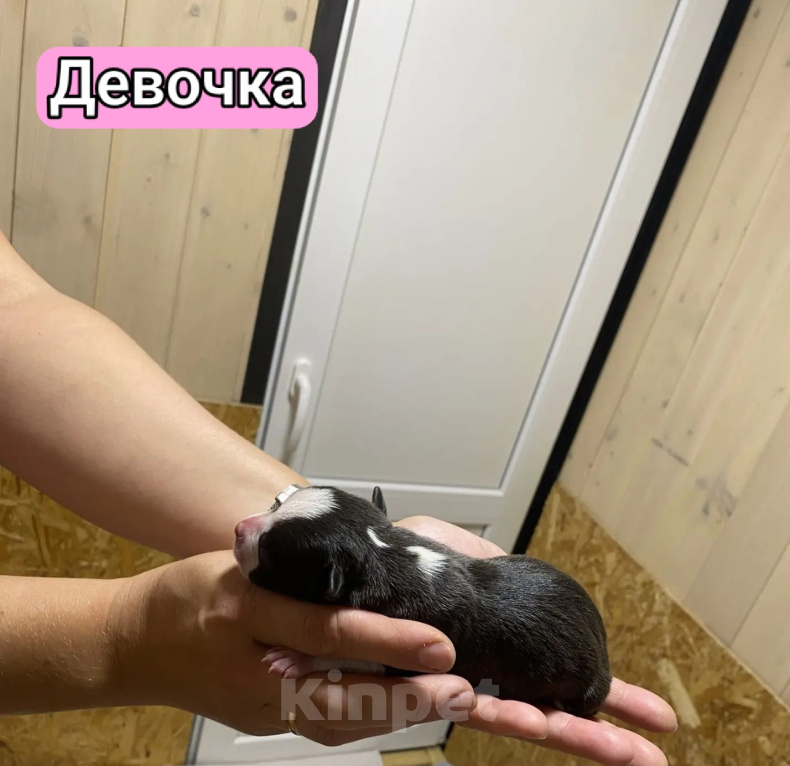 Собаки в Кинешме: Щенки Амстаффа Разнополые, 60 000 руб. - фото 5