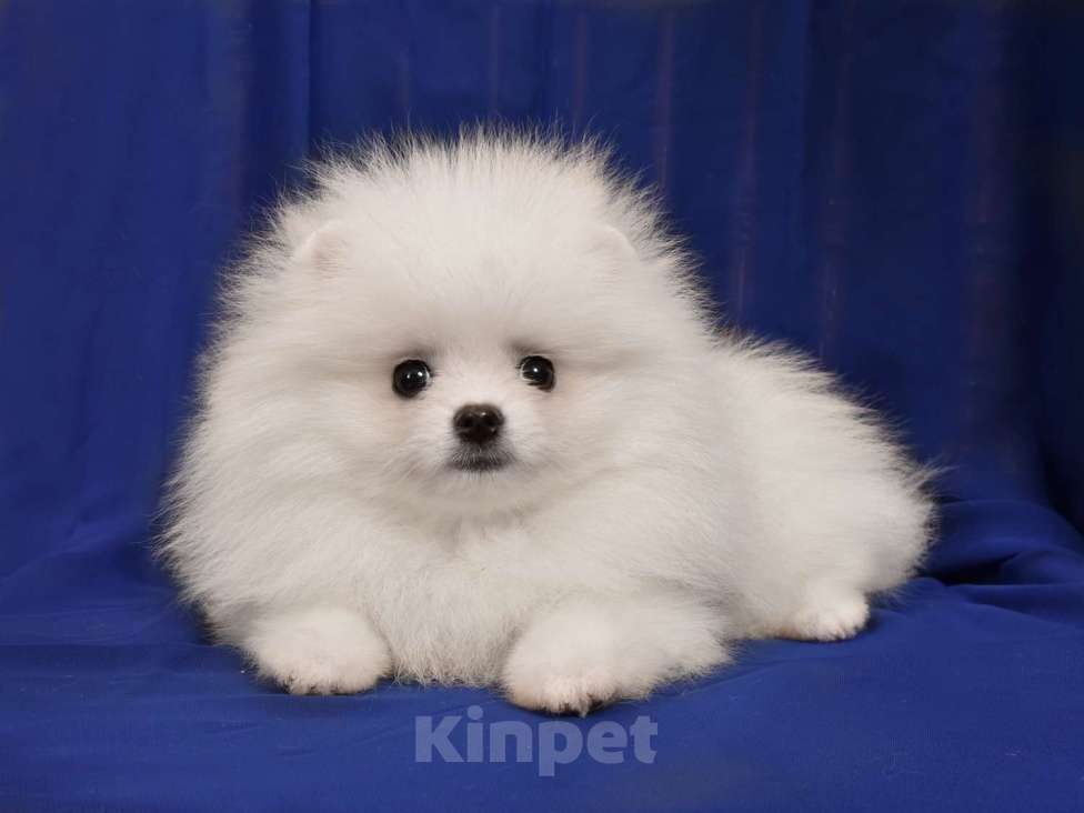 Собаки в Москве: Померанский карликовый шпиц мини мальчик Мальчик, 40 000 руб. - фото 4