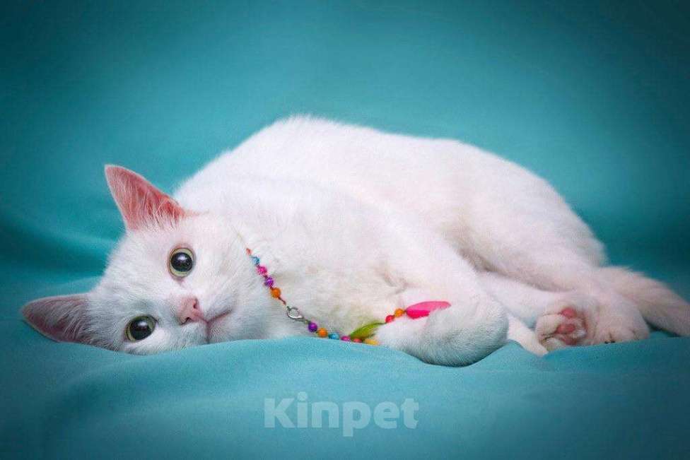 Кошки в Москве: Белая кошечка Одри в добрые руки  Девочка, Бесплатно - фото 5