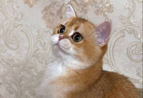 Эсмеральда