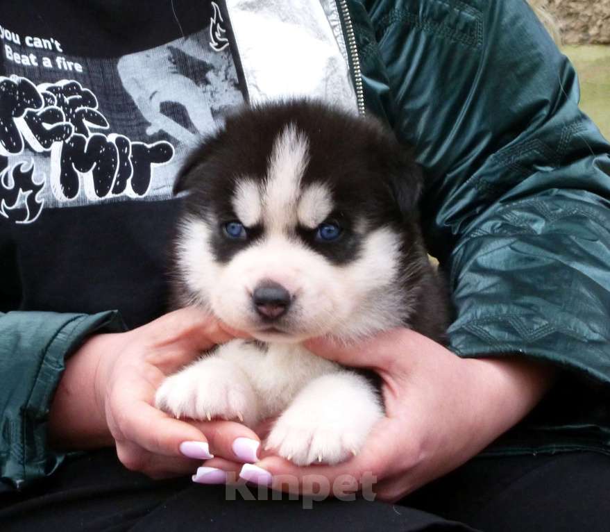 Собаки в Воронеже: Щенок Хаски Мальчик, 40 000 руб. - фото 2