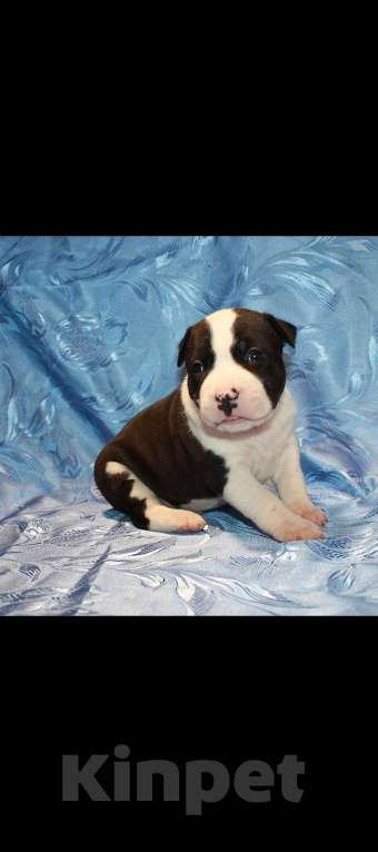 Собаки в Иркутске: Щенки АСТ Разнополые, 15 000 руб. - фото 3