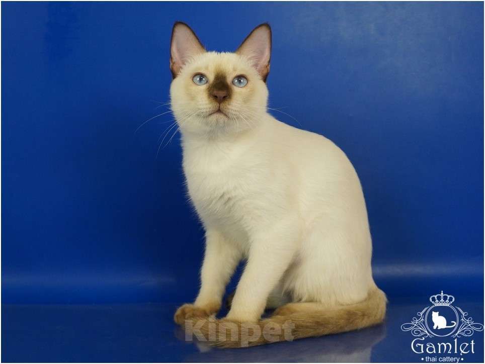 Кошки в Москве: Louis Gamlet Мальчик, 60 000 руб. - фото 2