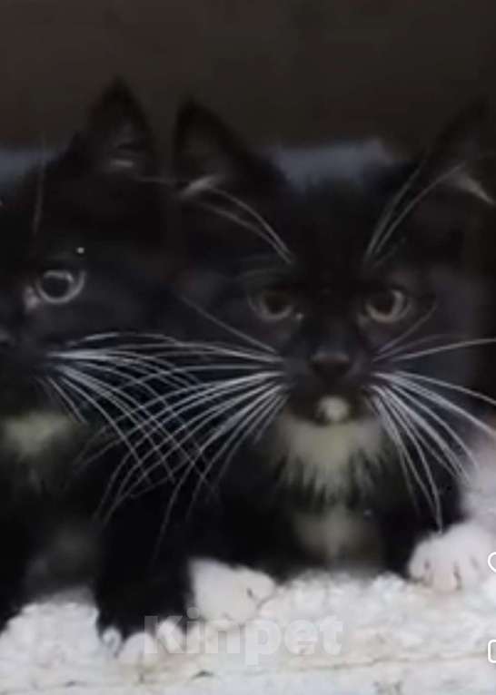 Кошки в Туле: Котёнок Мальчик, Бесплатно - фото 3