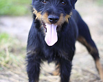 Собаки в Видном: Ягд Яша, 2 года Мальчик, 1 руб. - фото 3