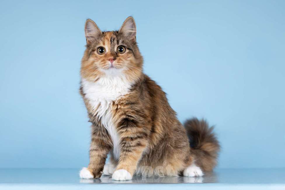 Кошки в Москве: Котята редких окрасов в добрые руки Мальчик, 1 руб. - фото 3