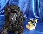 Собаки в Кирове: Щенок миниатюрного пуделя  Мальчик, 50 000 руб. - фото 1
