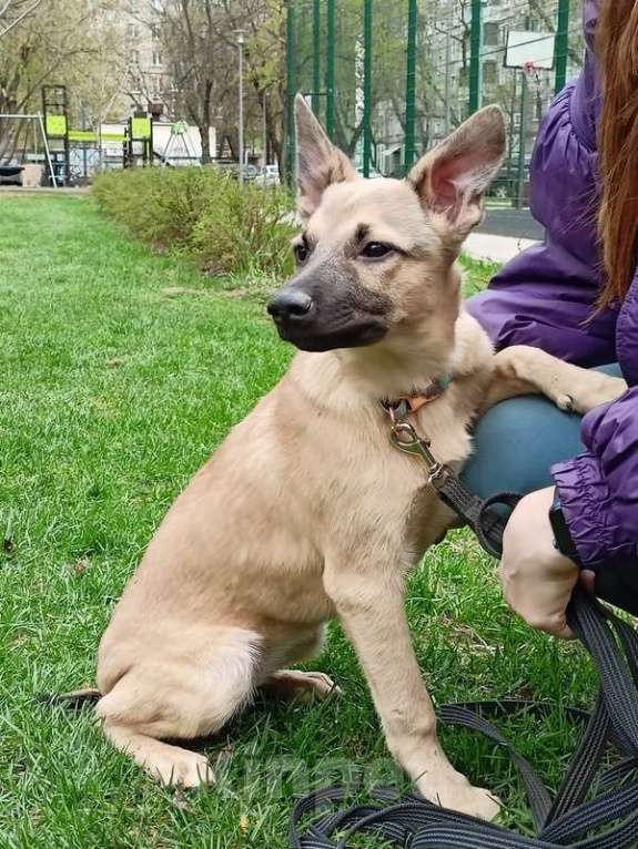 Собаки в Москве: Милые щенки в добрые руки Девочка, 1 руб. - фото 7